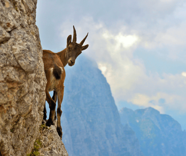 An ibex on the edge of a cliff on a steep mountain, with mountains in the background on a cloudy day