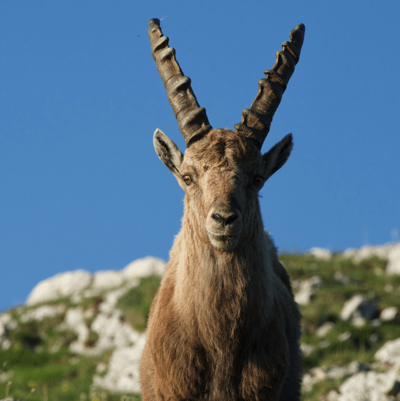 A closeup of an ibex on a mountain with a blue sky in the background